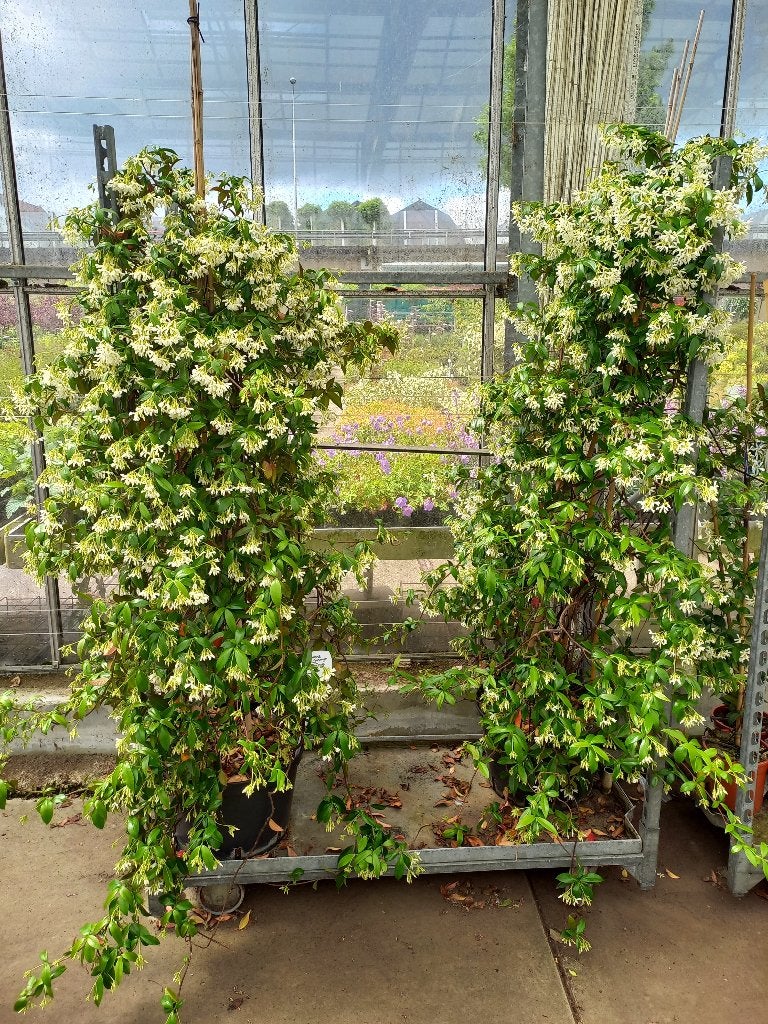 Toscaanse Jasmijn 140/150cm €12,50, Ophalen, Klimplanten, Volle zon