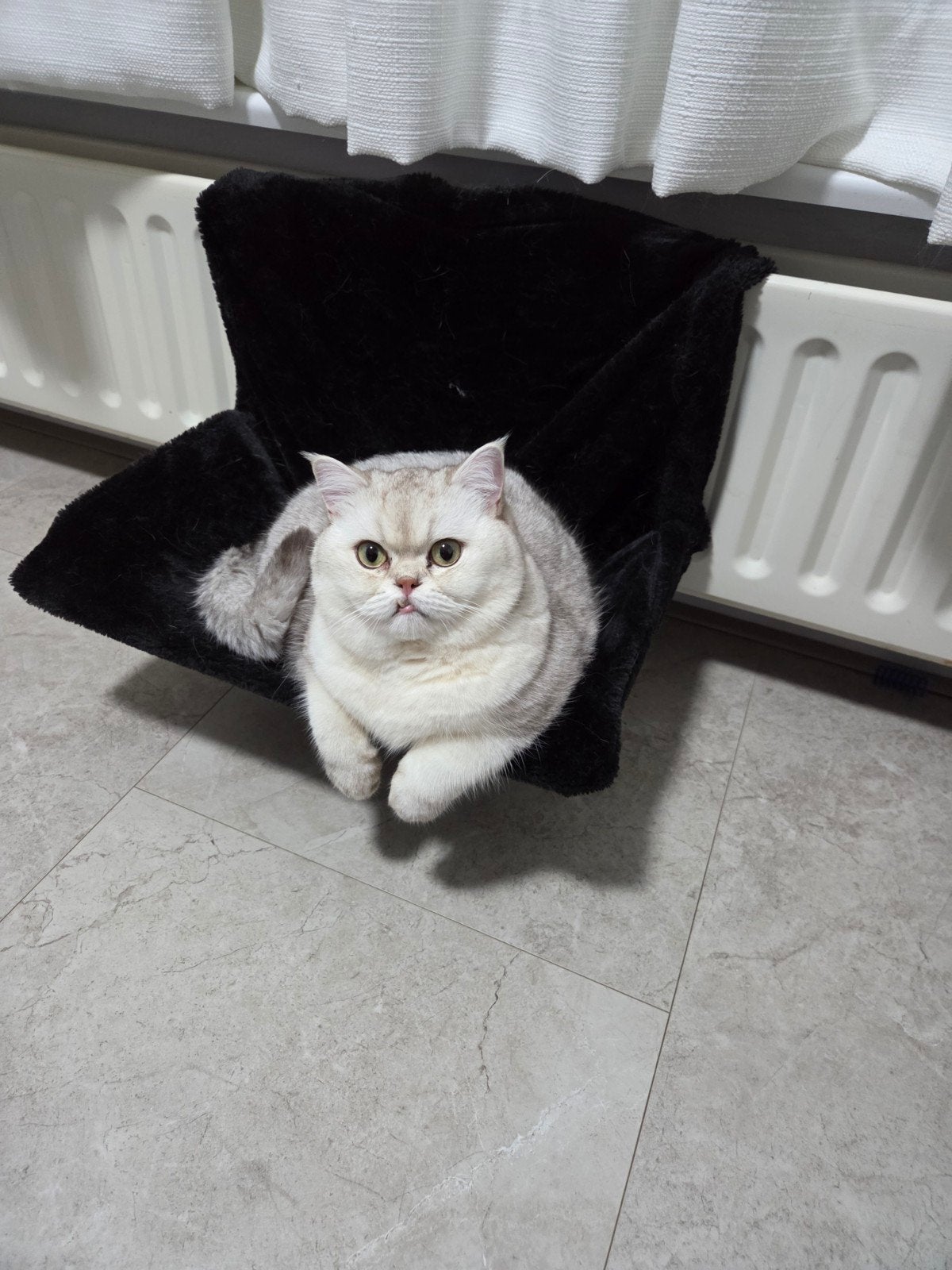 Complete set: Britskorthaar kater 2jaar en8maanden, Dieren en Toebehoren, Kater