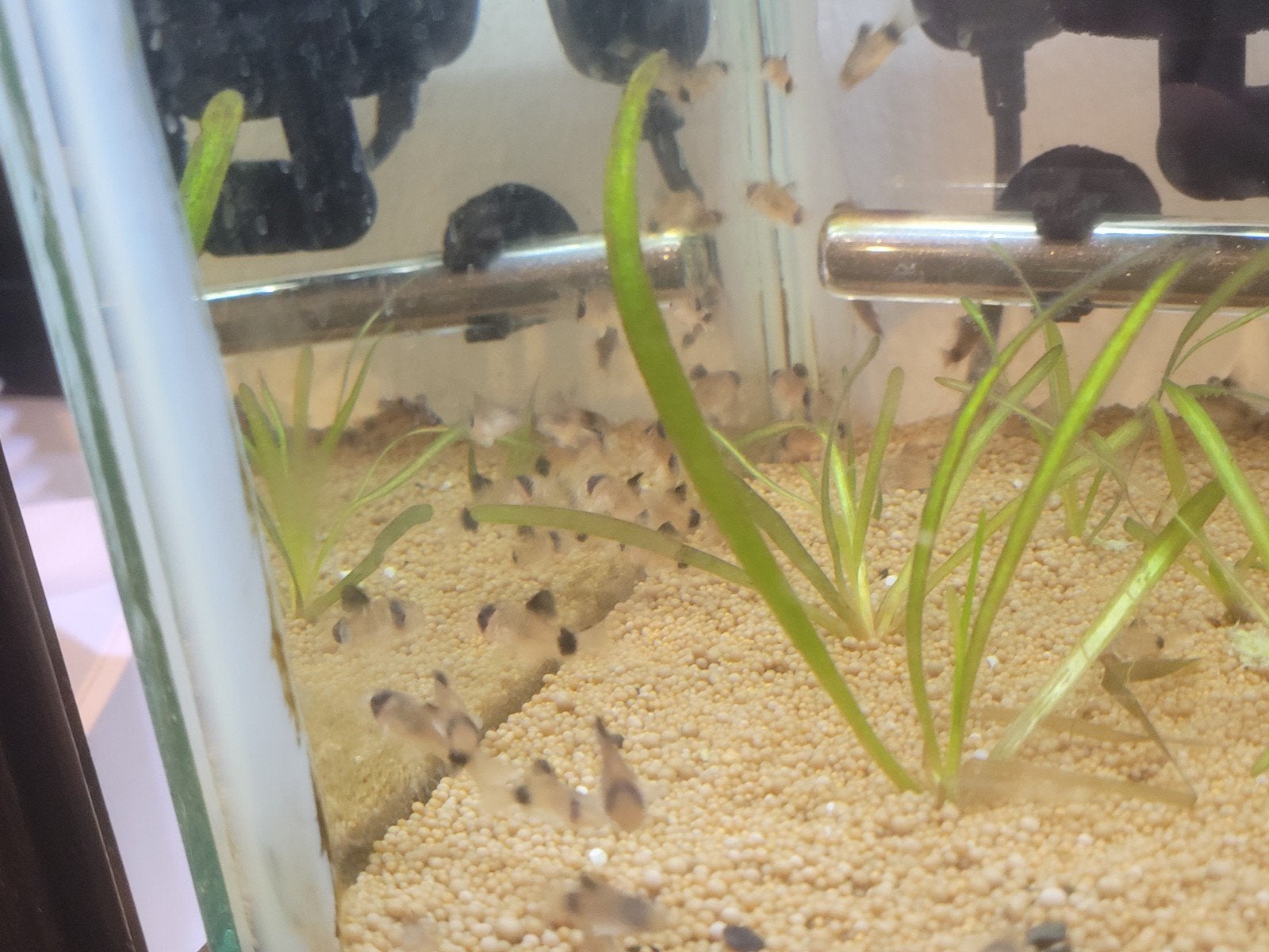 50x Corydora panda *** TE KOOP ***, Dieren en Toebehoren, Vissen | Aquariumvissen, Vis, Zoetwatervis, Schoolvis
