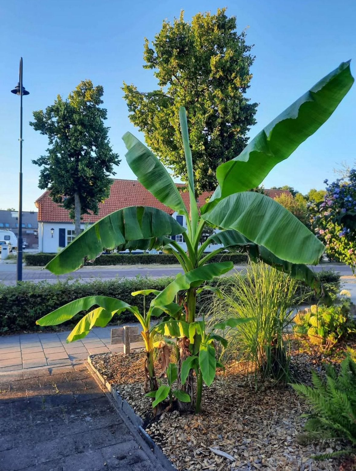 Mega bananenplanten tot 3,5m hoog. Winterhard. Musa Basjoo, Ophalen, 400 cm of meer, Overige soorten