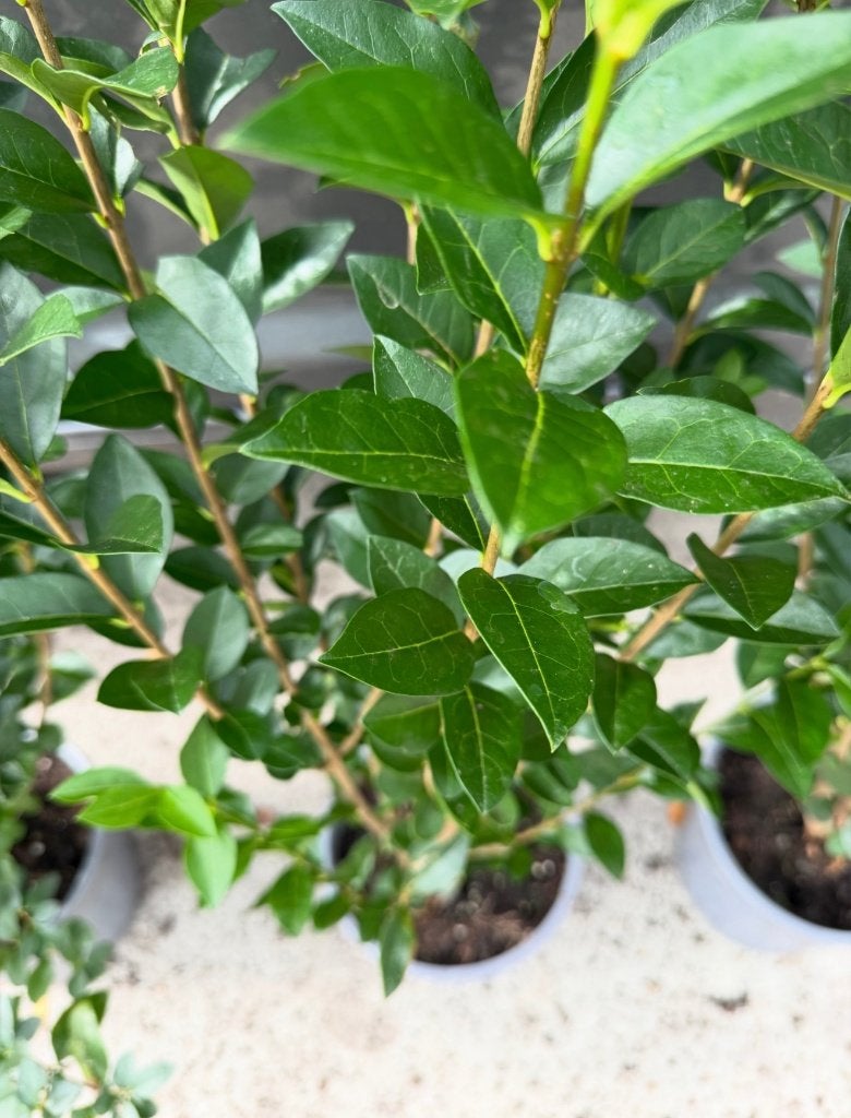 mooie Ligustrum groenblijvende liguster ovalifolium, Ophalen of Verzenden, Liguster, Haag, Minder dan 100 cm