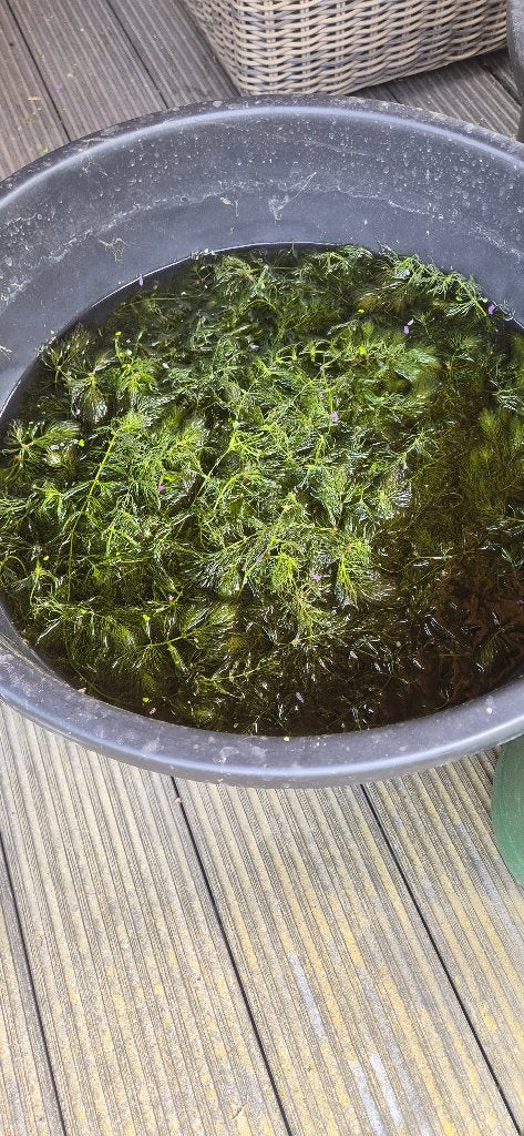 Zuurstofplanten, Ophalen, Nieuw