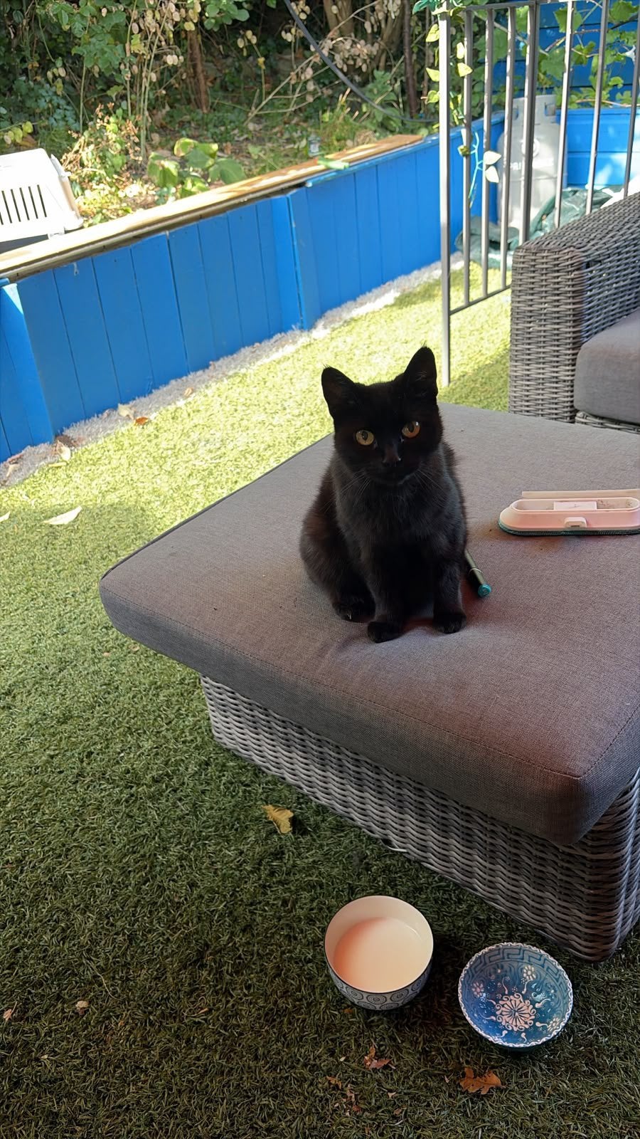 Gratis kat op te halen, Dieren en Toebehoren, Kater