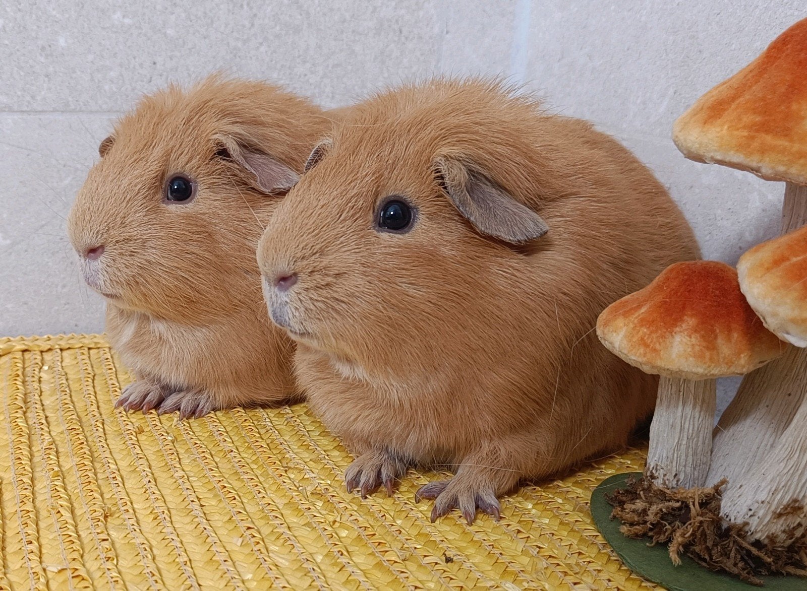 Twee jonge cavia's, als koppel te koop, Dieren en Toebehoren, Januari, Mannelijk, Cavia