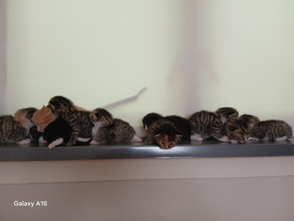11 boerderij kittens, voor reservatie,, Dieren en Toebehoren, Katten en Kittens | Overige Katten, Meerdere dieren, Kortharig, 0 tot 2 jaar
