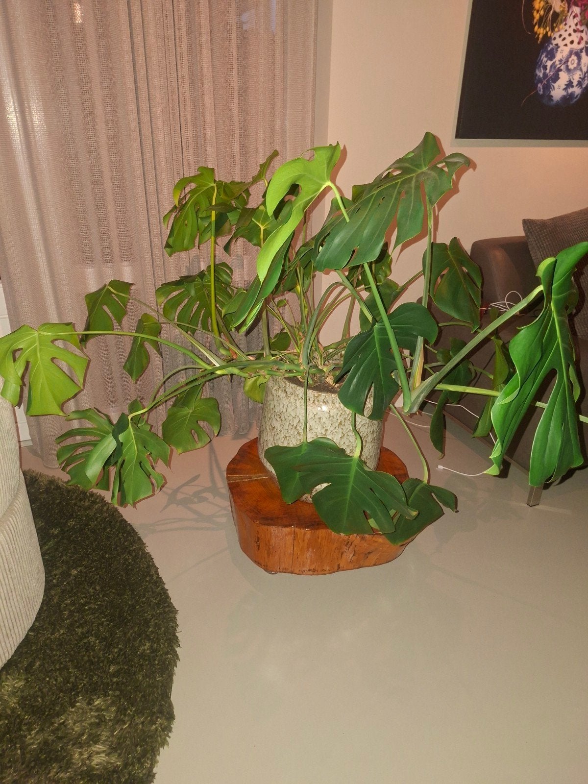 Grote Monstera Deliciosa - Kamerplant exclusief pot, Huis en Inrichting, Ophalen, 100 tot 150 cm, Overige soorten, Halfschaduw