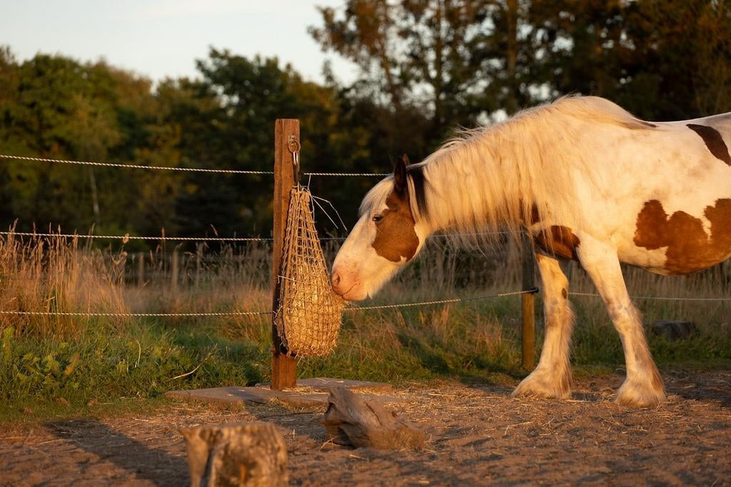 Plek op PP voor merrie, Weidegang