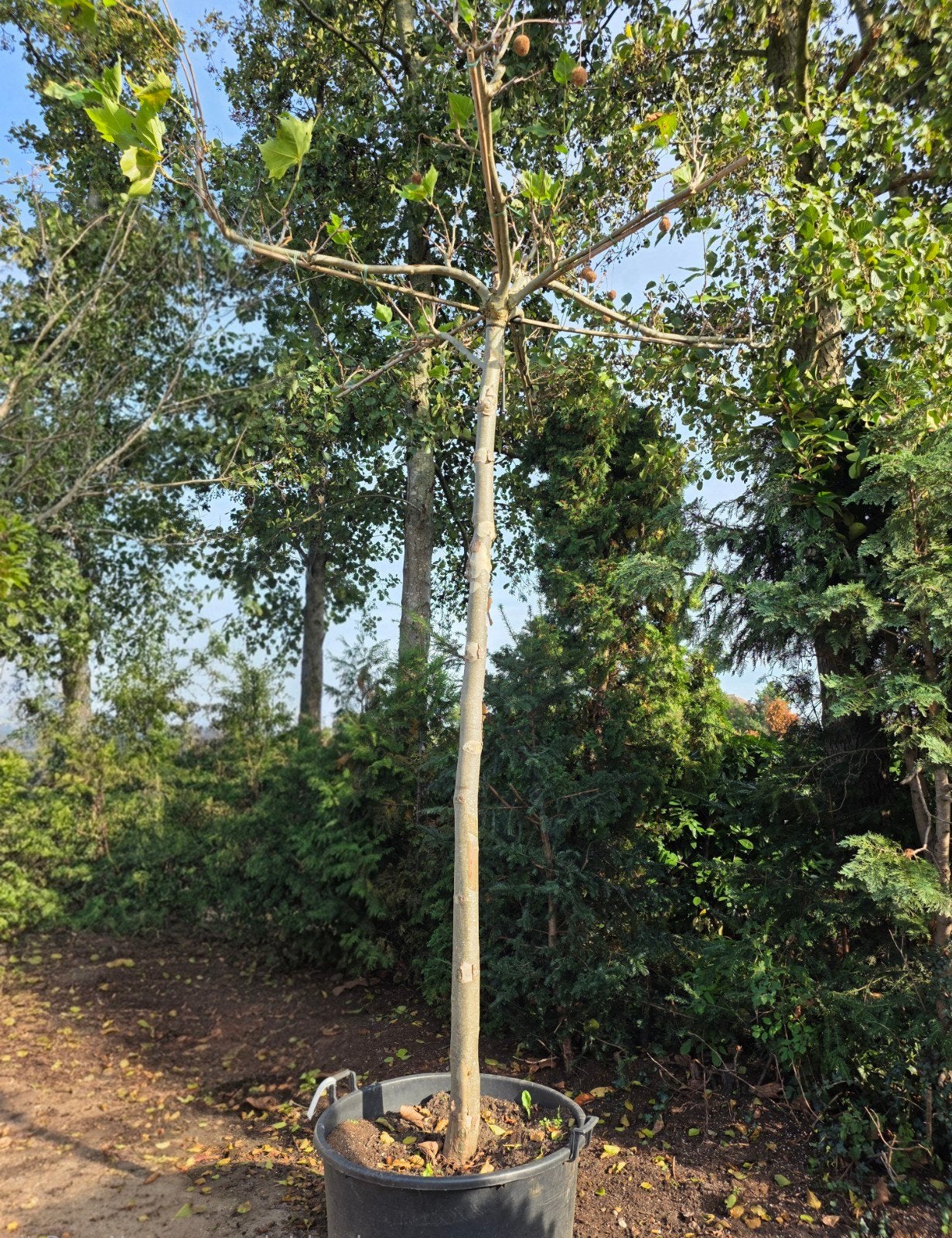 Dakplataan (Platanus hispanica) - Stamhoogte 2.5m, Ophalen of Verzenden, In pot, Volle zon, Overige soorten