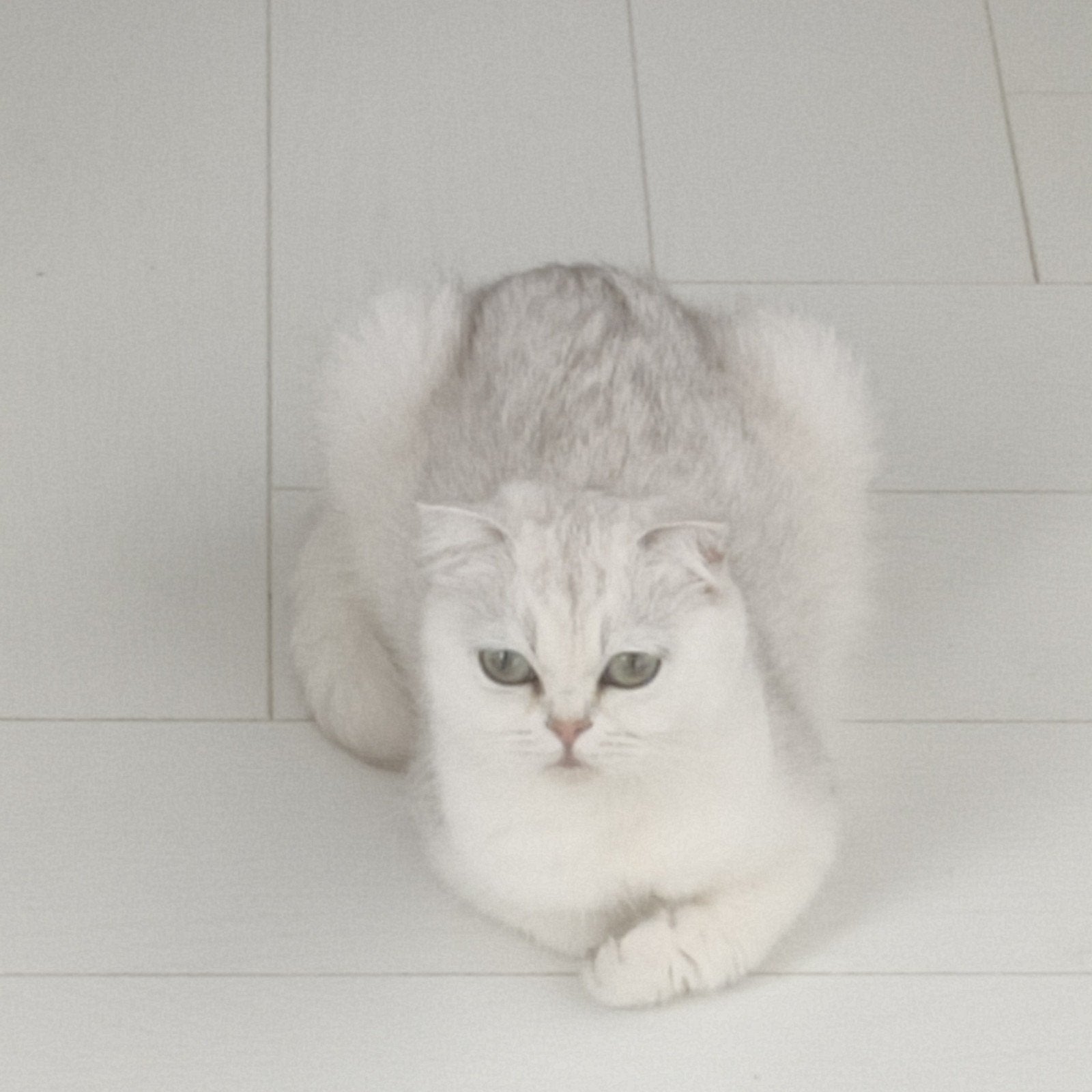 mooie en lieve poes zoekt een warme huis, Dieren en Toebehoren, Poes, 0 tot 2 jaar