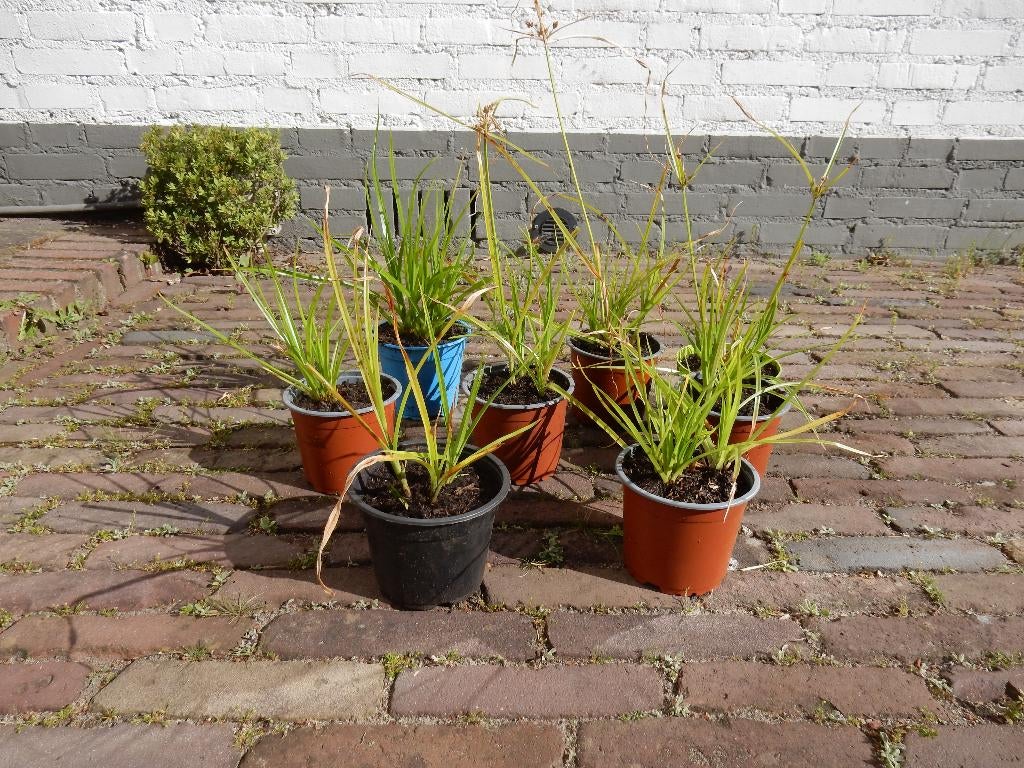 PAPYRUSPLANTEN, Tuin en Terras, Ophalen, Vaste plant, Vijverplanten, Volle zon