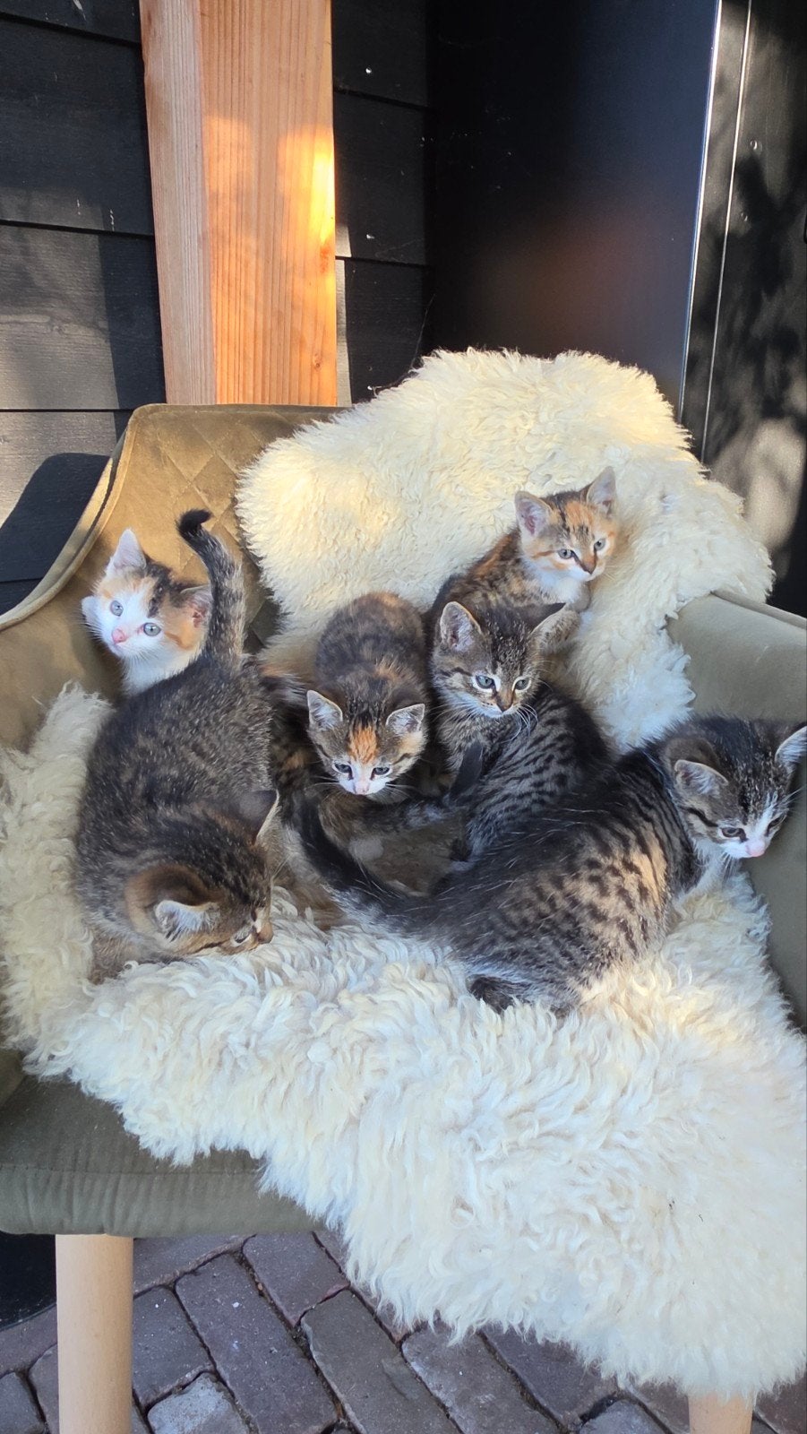 Kittens driekleur en tijgertjes, Meerdere dieren, Kortharig, 0 tot 2 jaar