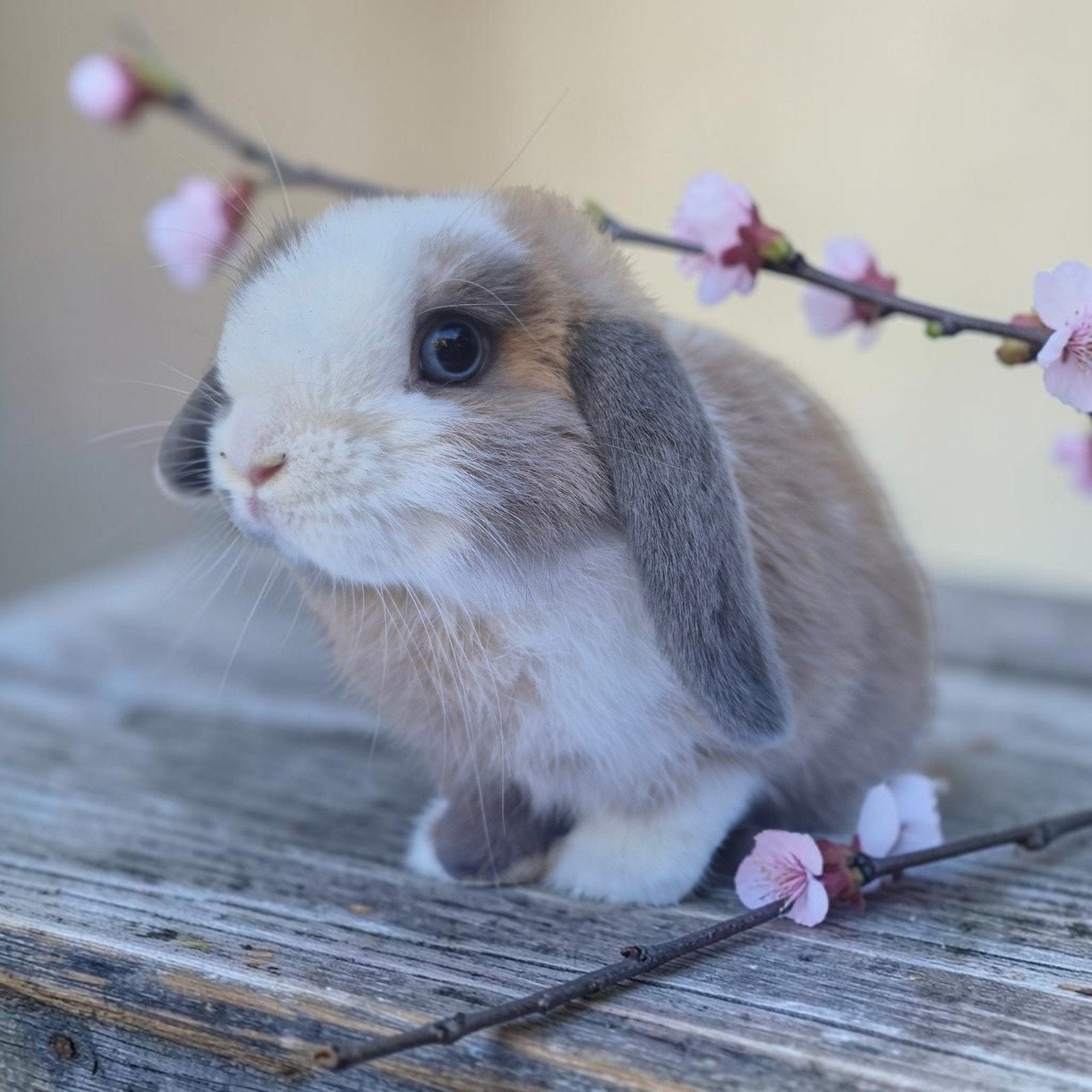 Mini lop hangoordwerg konijn gevaccineerd, Mannelijk, Dwerg, Hangoor, 0 tot 2 jaar