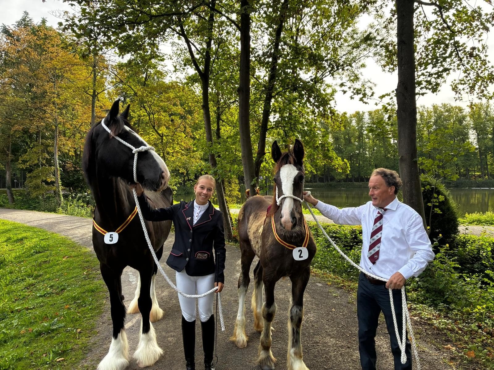 Shire Top merrieveulen, Merrie, Minder dan 160 cm, 0 tot 2 jaar