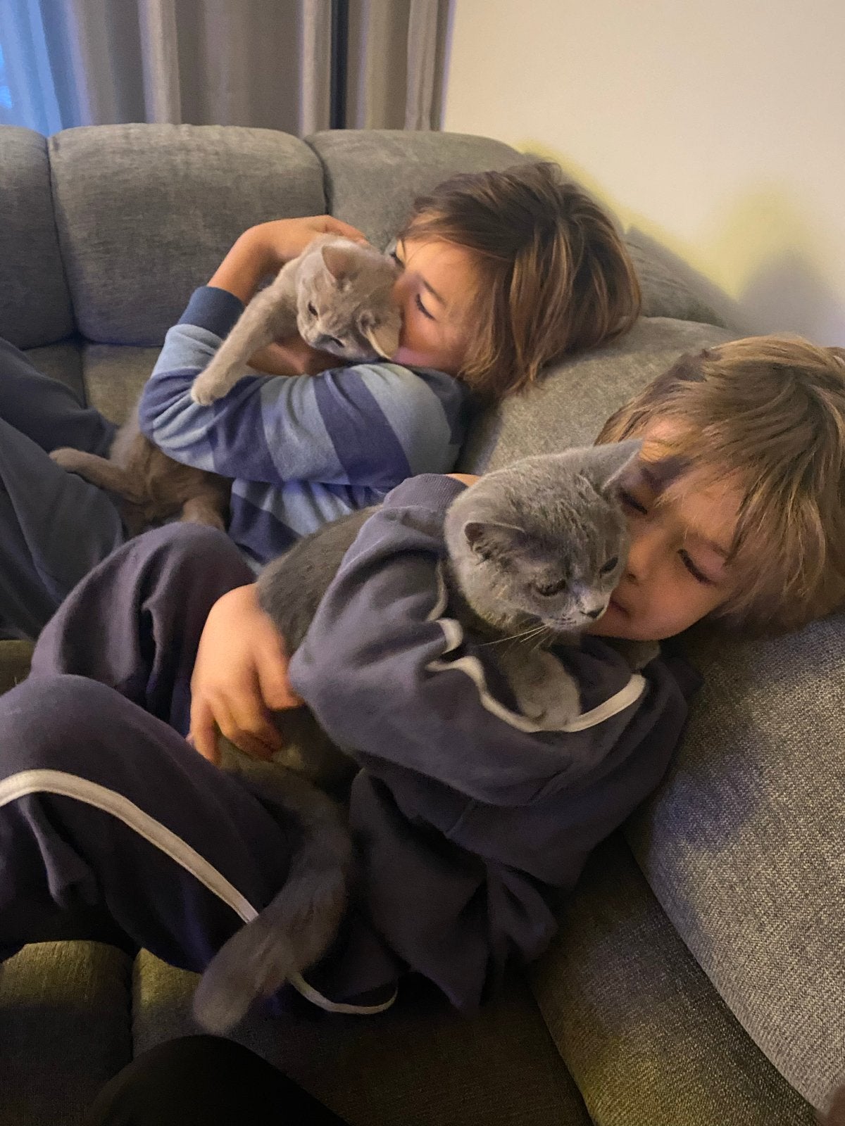 Twee britste kortharen 1 jaar oud, Poes, Kortharig, 0 tot 2 jaar