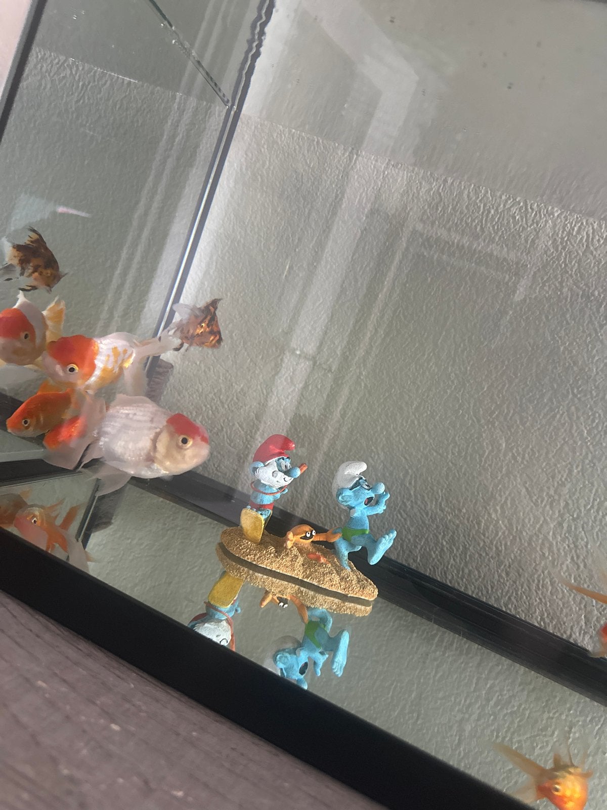 Spoedverkoop, Dieren en Toebehoren, Vissen | Aquariumvissen, Vis