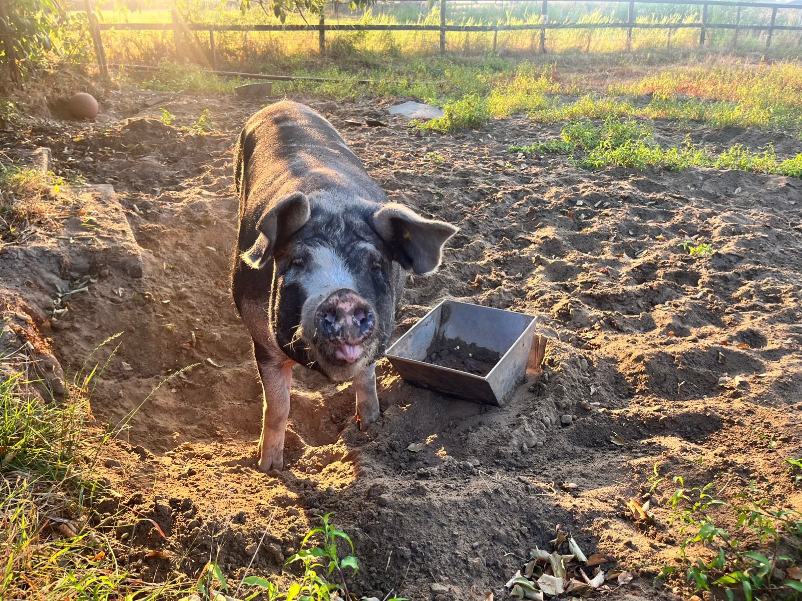 Duroc x Berkshire biggen!, Meerdere dieren, Varken, 0 tot 2 jaar
