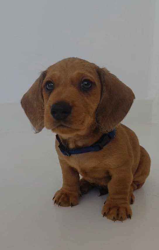 schattige teckel pups, Dieren en Toebehoren, Standaard, 8 tot 15 weken, Korthaar, Parvo