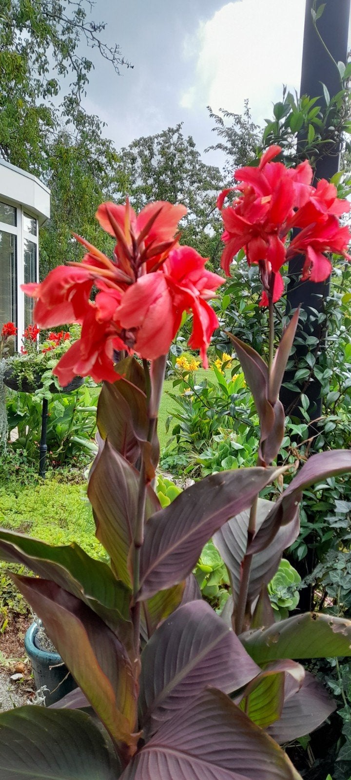 Canna, Ophalen, Zomer, Overige soorten, Volle zon
