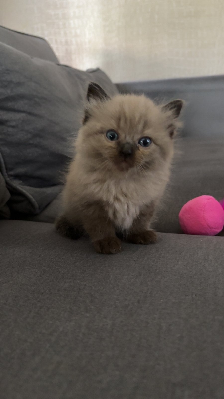 Ragdoll kittens cinnamon dragers, Dieren en Toebehoren, Katten en Kittens | Raskatten | Langhaar, Meerdere dieren, Ontwormd
