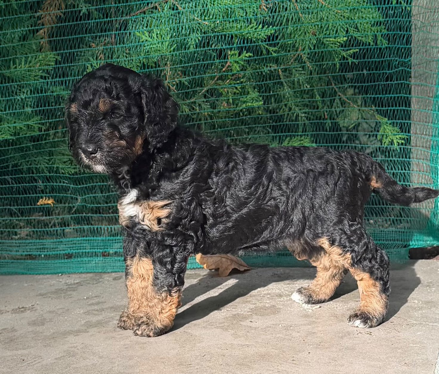 Prachtige lieve poedel puppy’s, Overige rassen, 8 tot 15 weken, Meerdere, Meerdere dieren