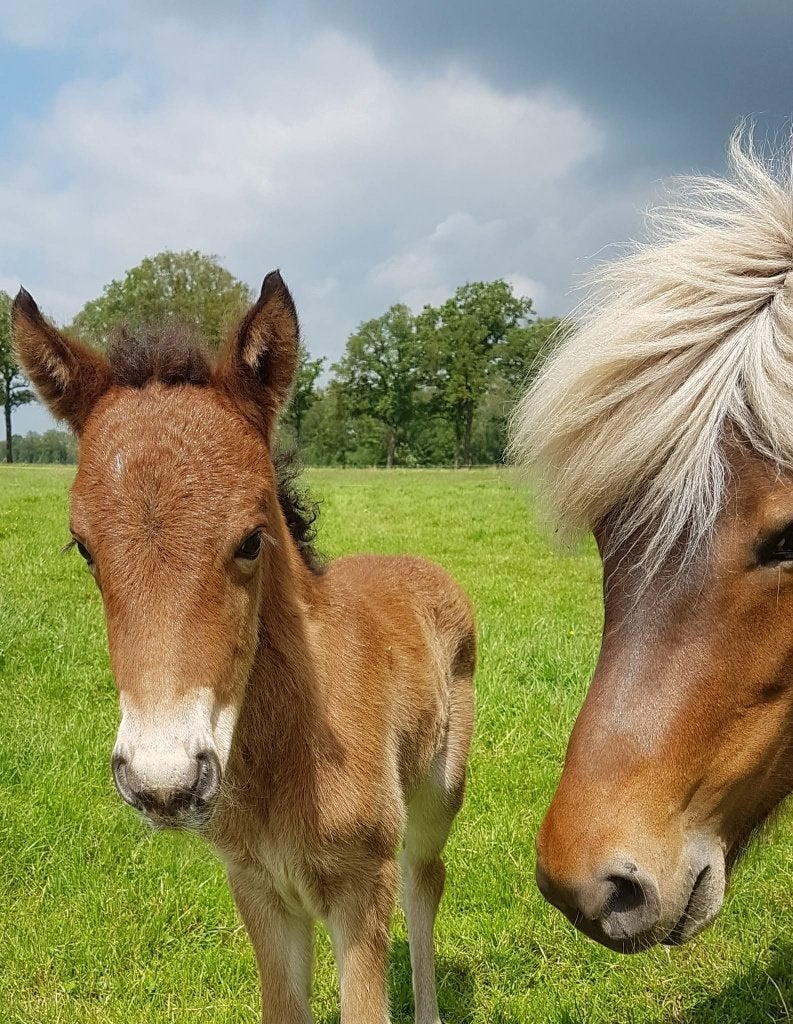 Open en vriendelijke 2 jarige Ijslander merrie, Dieren en Toebehoren, Merrie, Met stamboom, Niet van toepassing, 0 tot 2 jaar
