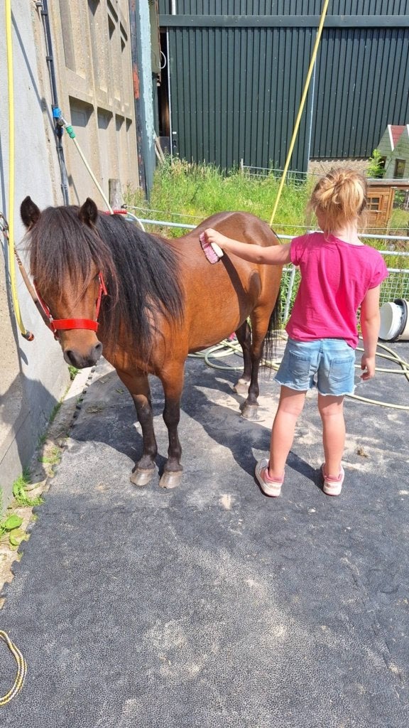 Appaloosa & Shetlander merries GROTE maat, Dieren en Toebehoren, Merrie, A pony (tot 1.17m), 3 tot 6 jaar, Gechipt