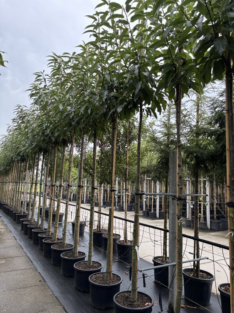 Castanea sativa ‘De Lyon’ – Tamme kastanje 12/14 & 14/16, Herfst, 100 tot 250 cm, Volle zon, In pot