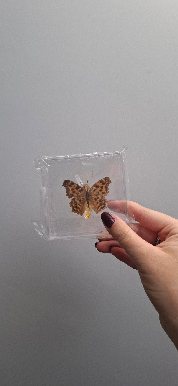 Echte vlinder in hars - Uniek decoratiestuk, Ophalen of Verzenden, Nieuw