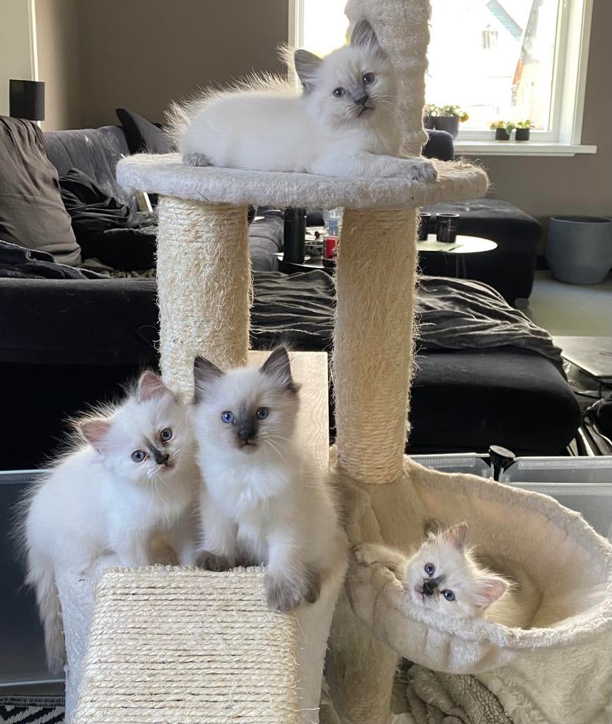 4 prachtige Ragdoll kittens met stamboom, Dieren en Toebehoren, Katten en Kittens | Raskatten | Langhaar, Meerdere dieren, Ingeënt