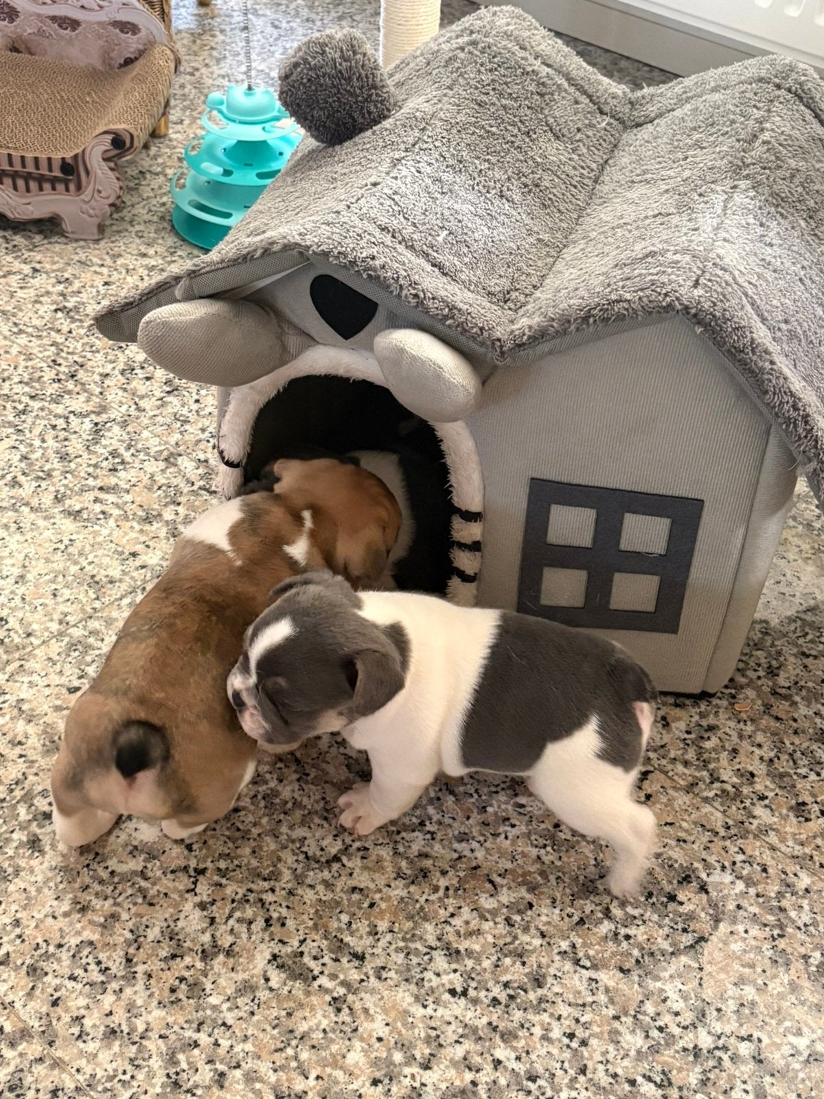 Franse Bulldog puppy’s, 8 tot 15 weken, Parvo, Bulldog, Meerdere