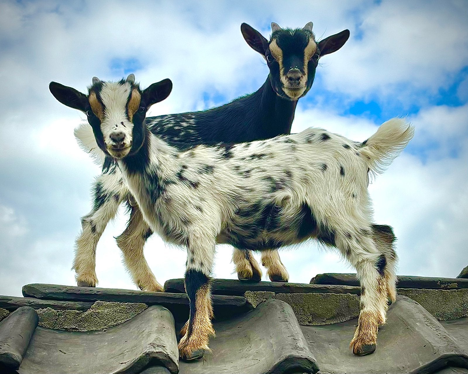 Hele mooie jonge geitjes te koop!🐐, Dieren en Toebehoren, Schapen, Geiten en Varkens, Meerdere dieren, Geit, 0 tot 2 jaar