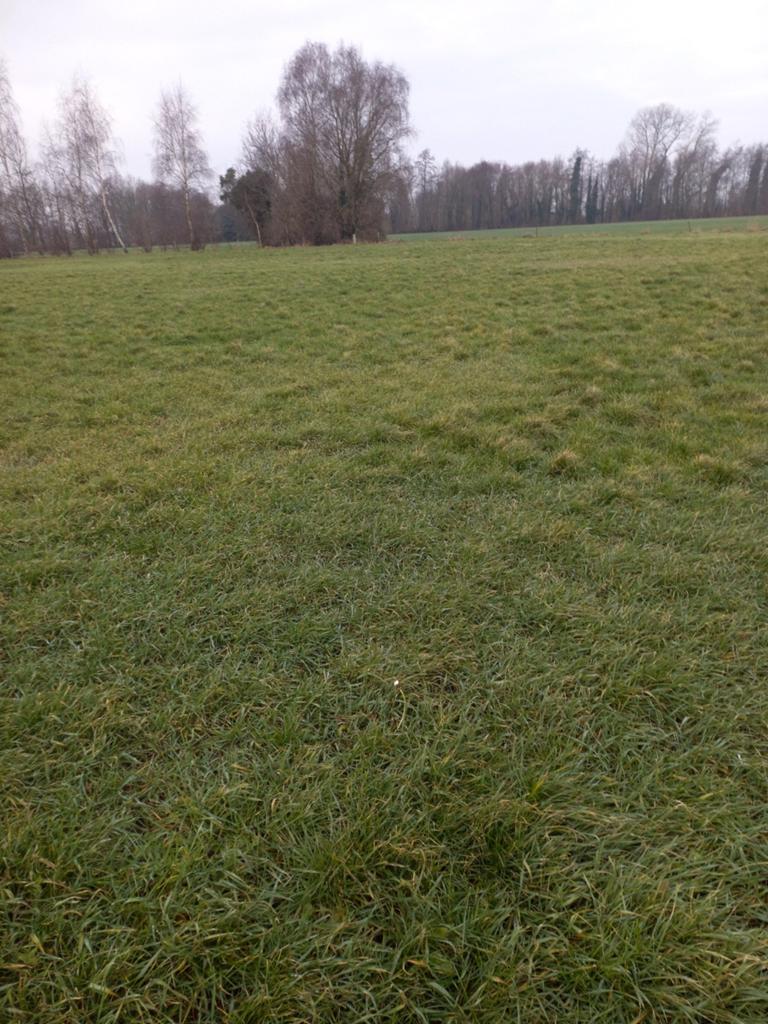 Weidegang, Dieren en Toebehoren, Stalling en Weidegang, Weidegang