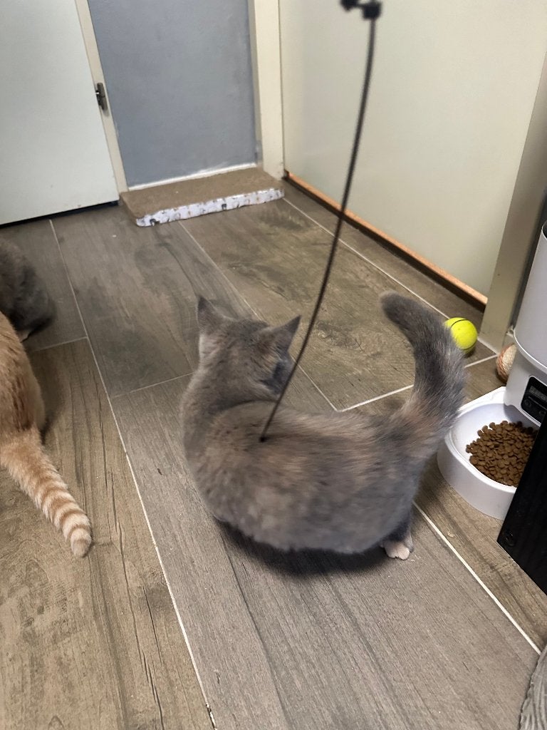 kittens, Poes, Met stamboom, 0 tot 2 jaar