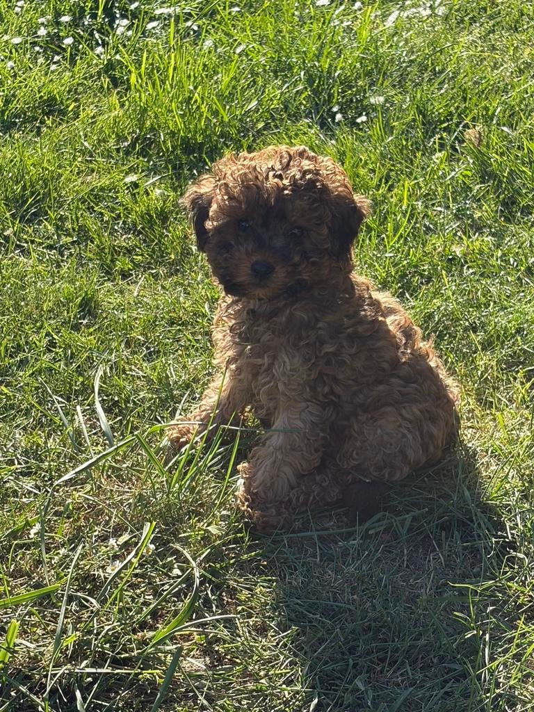 Toypoedels, Poedel, Parvo, 8 tot 15 weken, Meerdere dieren