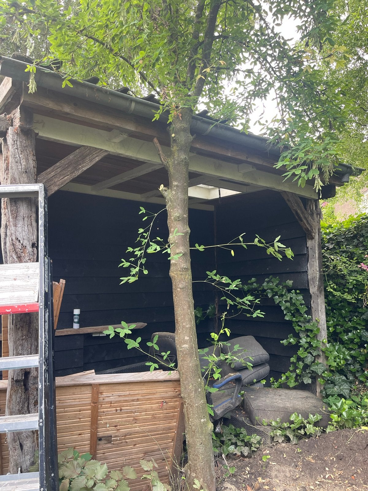 Gouden regen, Ophalen, Halfschaduw, Overige soorten, 100 tot 250 cm