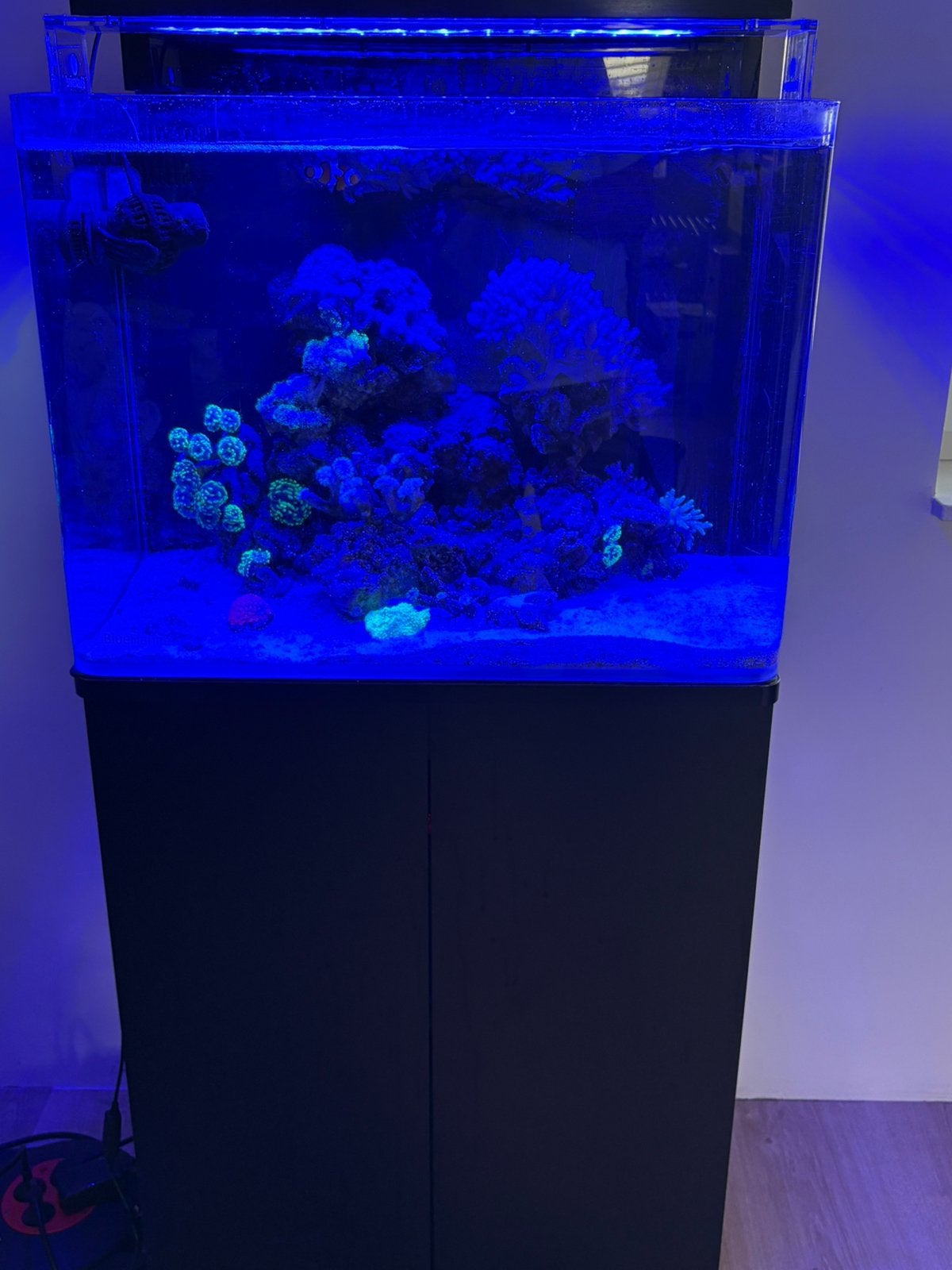 Compleet zeeaquarium met veel extra’s, Dieren en Toebehoren, Vissen | Aquaria en Toebehoren, Ophalen of Verzenden, Zo goed als nieuw