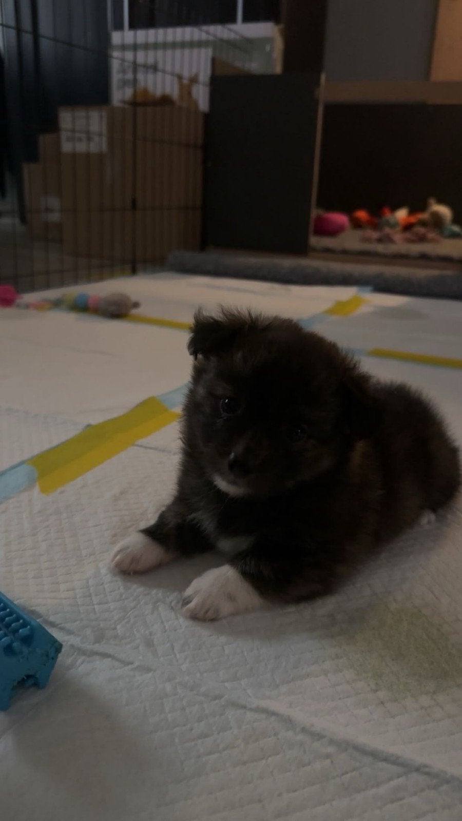 1 pomchi pup teefje, Dieren en Toebehoren, Overige rassen, 8 tot 15 weken, Meerdere, Meerdere dieren