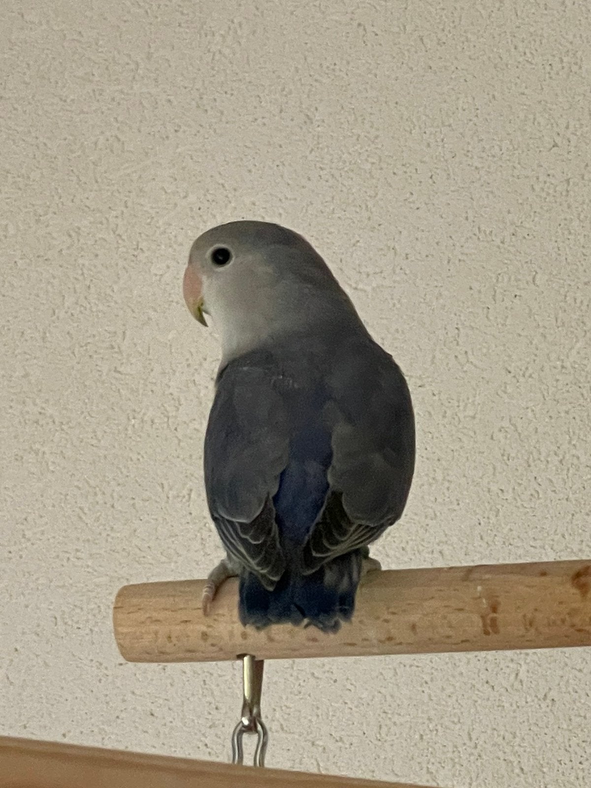 Prachtige en Lieve Agapornis Dwergpapegaai Lovebird Handtam, Meerdere dieren, Dwergpapegaai of Agapornis, Geringd