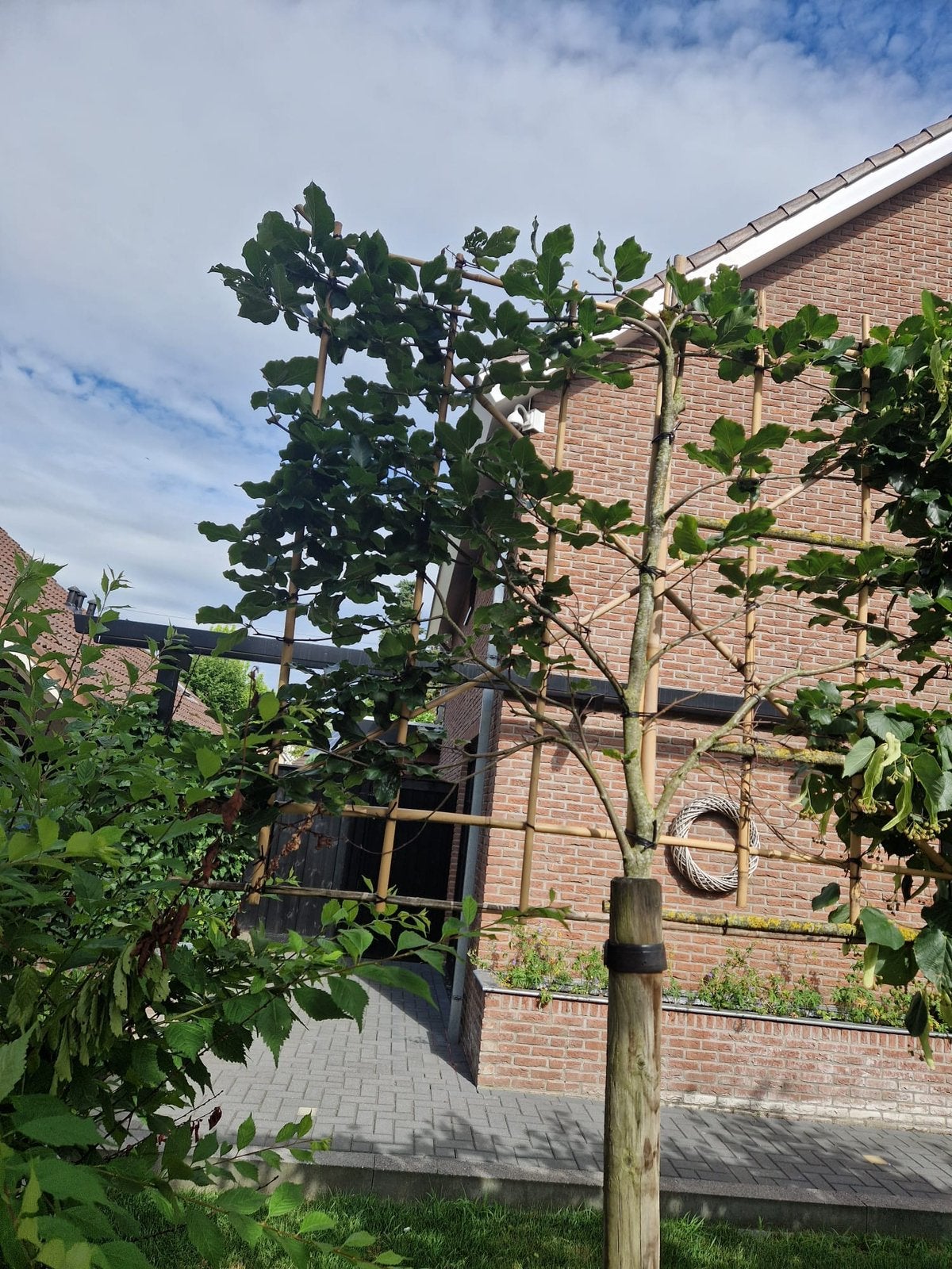 Leibeuk, Tuin en Terras, Planten | Bomen, Overige soorten, 100 tot 250 cm, Zomer, Ophalen