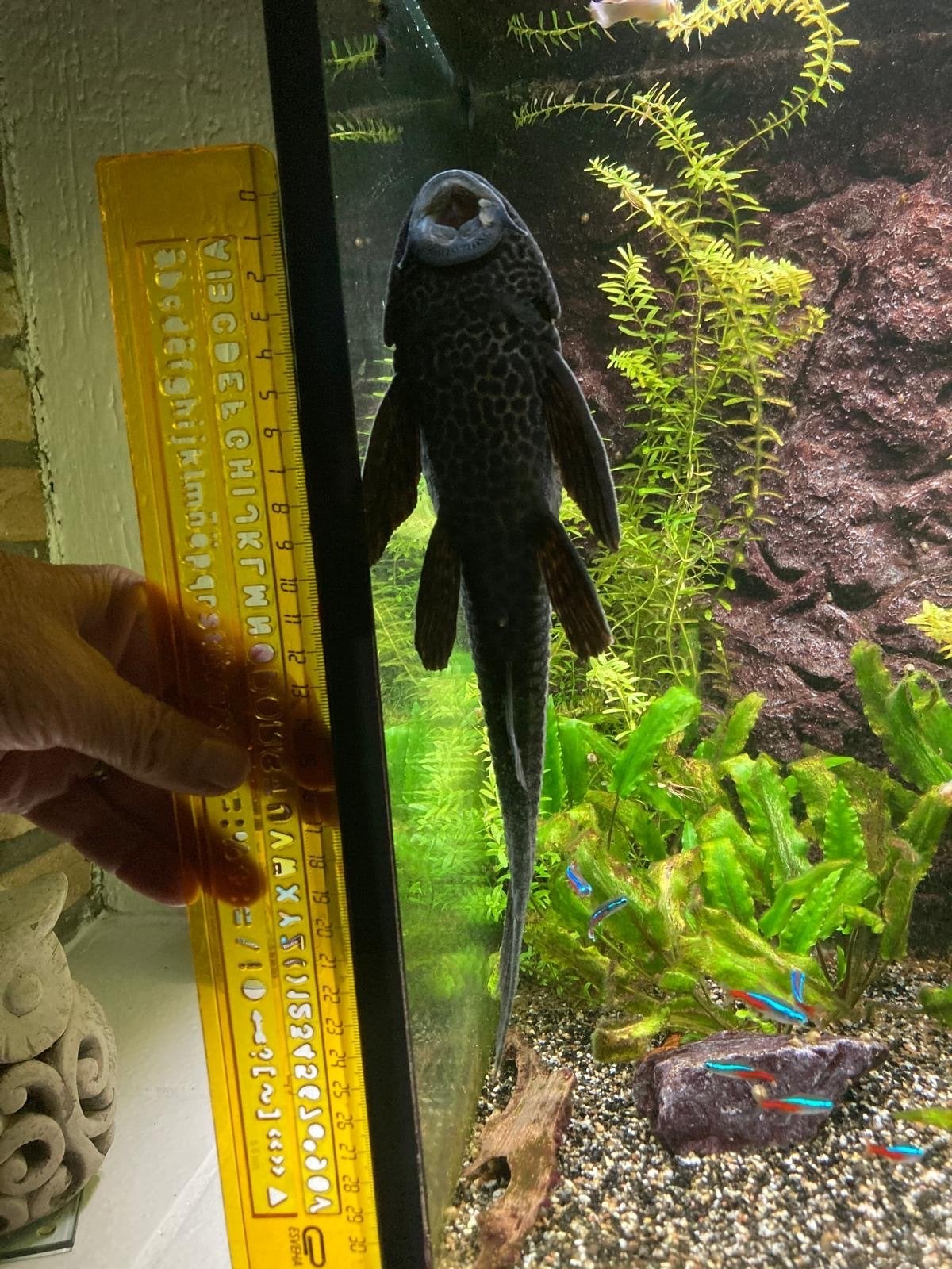 Een vis voor een aquarium, Overige typen