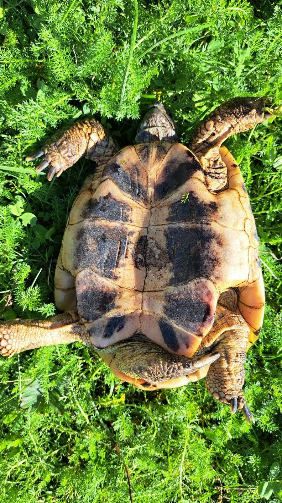 Testudo hermanni (Griekse landschildpadden) Tortoise photo 8