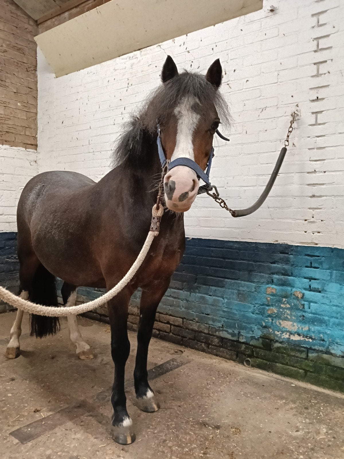 Welsh A merrie, Dieren en Toebehoren, Merrie, B pony (1.17m tot 1.27m), 11 jaar of ouder