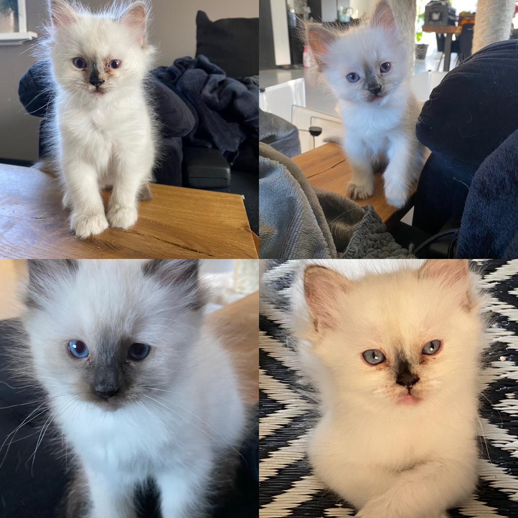 4 prachtige Ragdoll kittens met stamboom, Meerdere dieren, Ingeënt