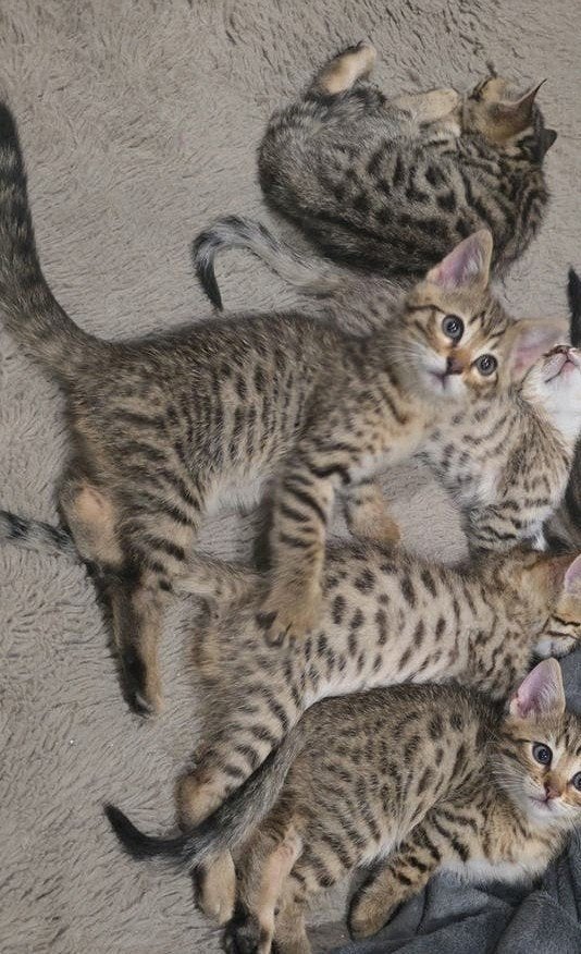 Bengaal kitten nog 1 beschikbaar...10 weken oud, Dieren en Toebehoren, Meerdere dieren