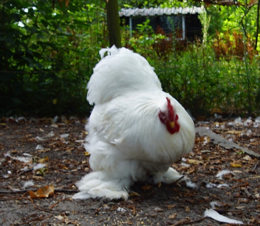 Trio grote cochin wit, Dieren en Toebehoren, Meerdere dieren, Kip