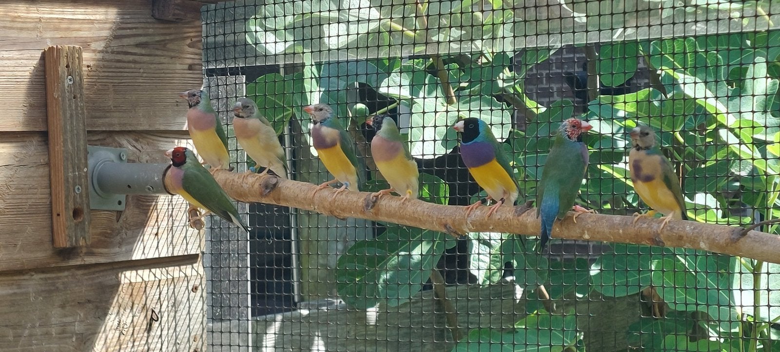 4 Jonge gouldamadines van maart 2026 te koop., Dieren en Toebehoren, Vogels | Overige Vogels, Meerdere dieren, Tropenvogel