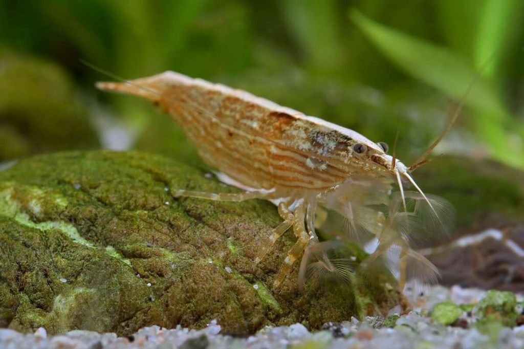 Aziatische Waaierhand Siergarnaal, Kreeft, Krab of Garnaal, Zoetwatervis