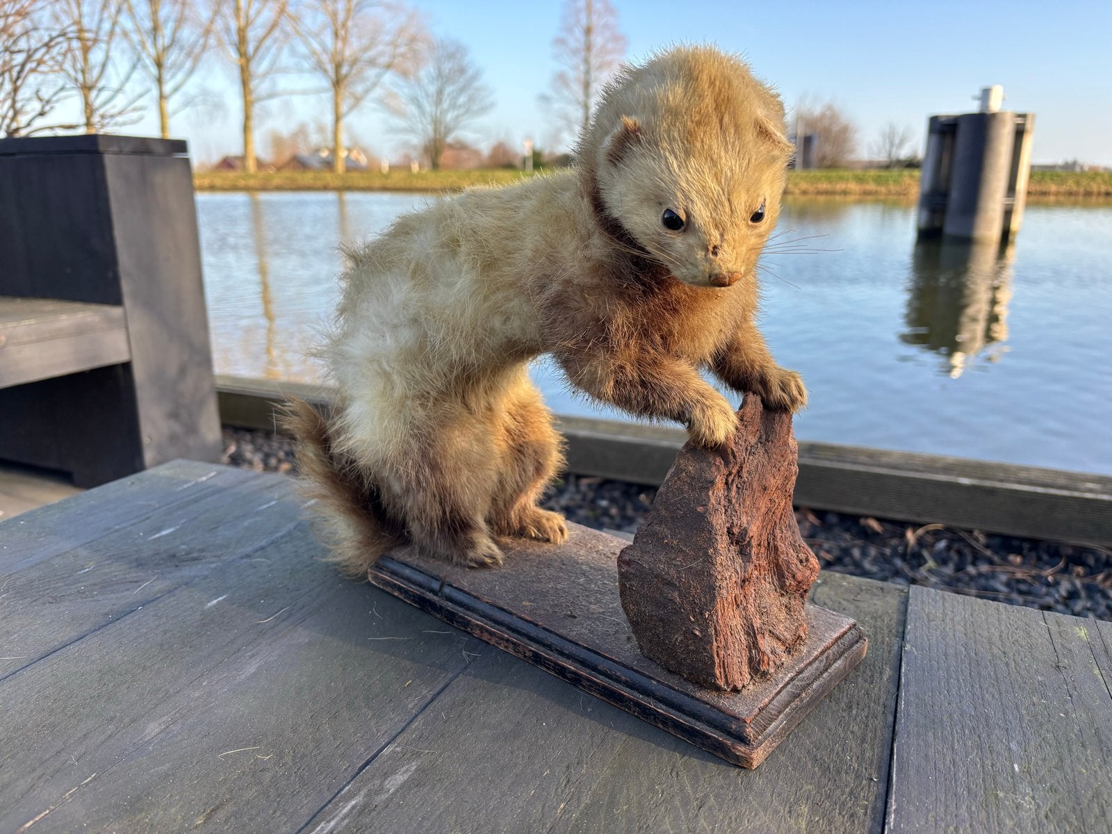 Historisch Opgezette Bunzing - Piet Bos Taxidermie, Verzamelen, Ophalen of Verzenden, Gebruikt, Wild dier, Opgezet dier