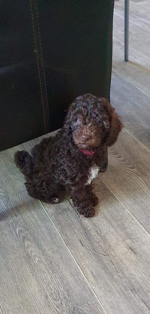 prachtige mini Labradoodle pup, Overige rassen, 8 tot 15 weken, Meerdere, Meerdere dieren