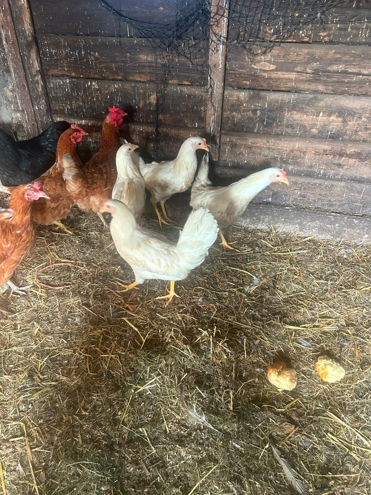 4 Jonge Witte Leghennen, Dieren en Toebehoren, Pluimvee, Vrouwelijk, Kip